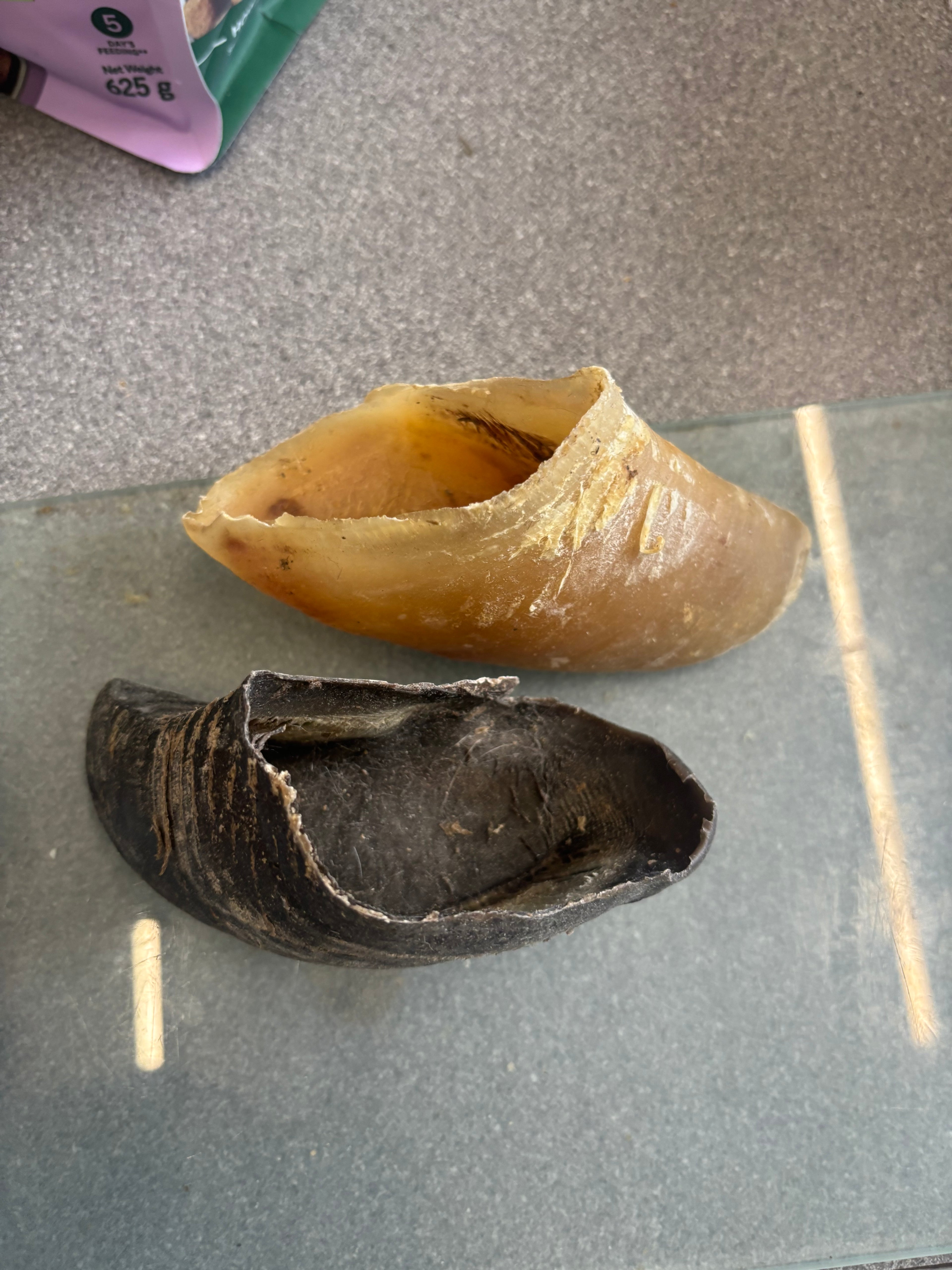 1x Plain empty cow hoof