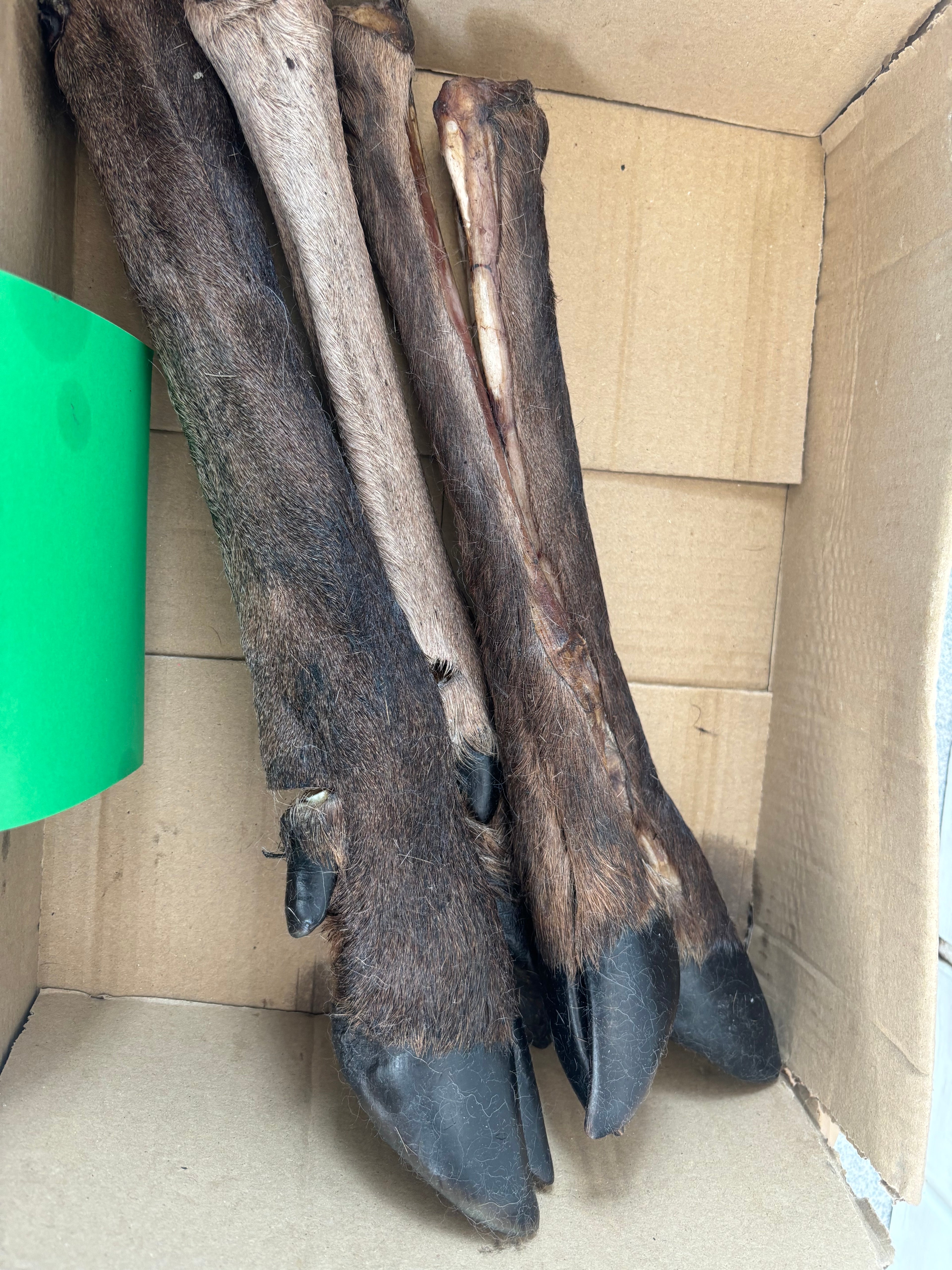 Large dried deer leg