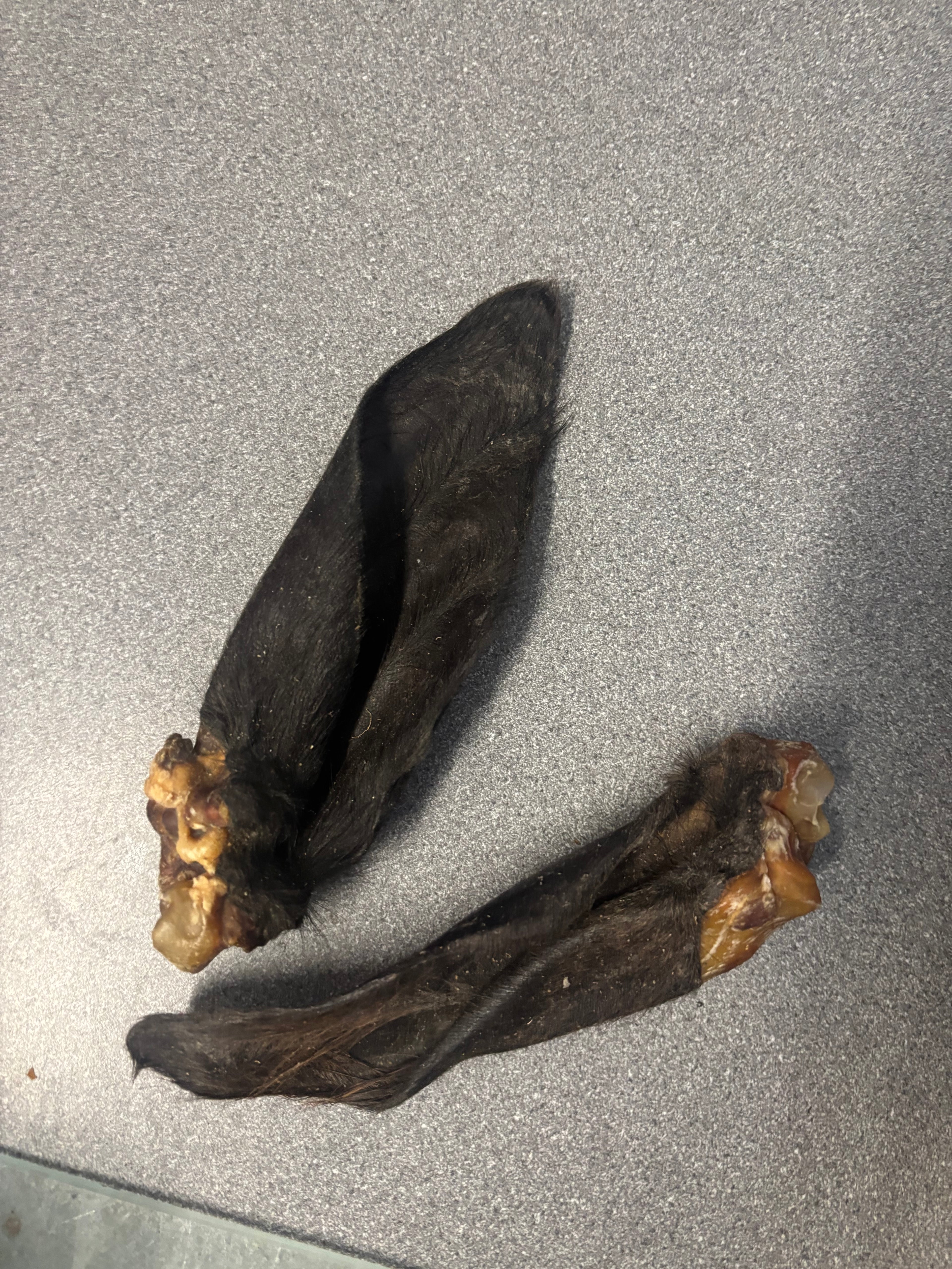 Small furry cows ear