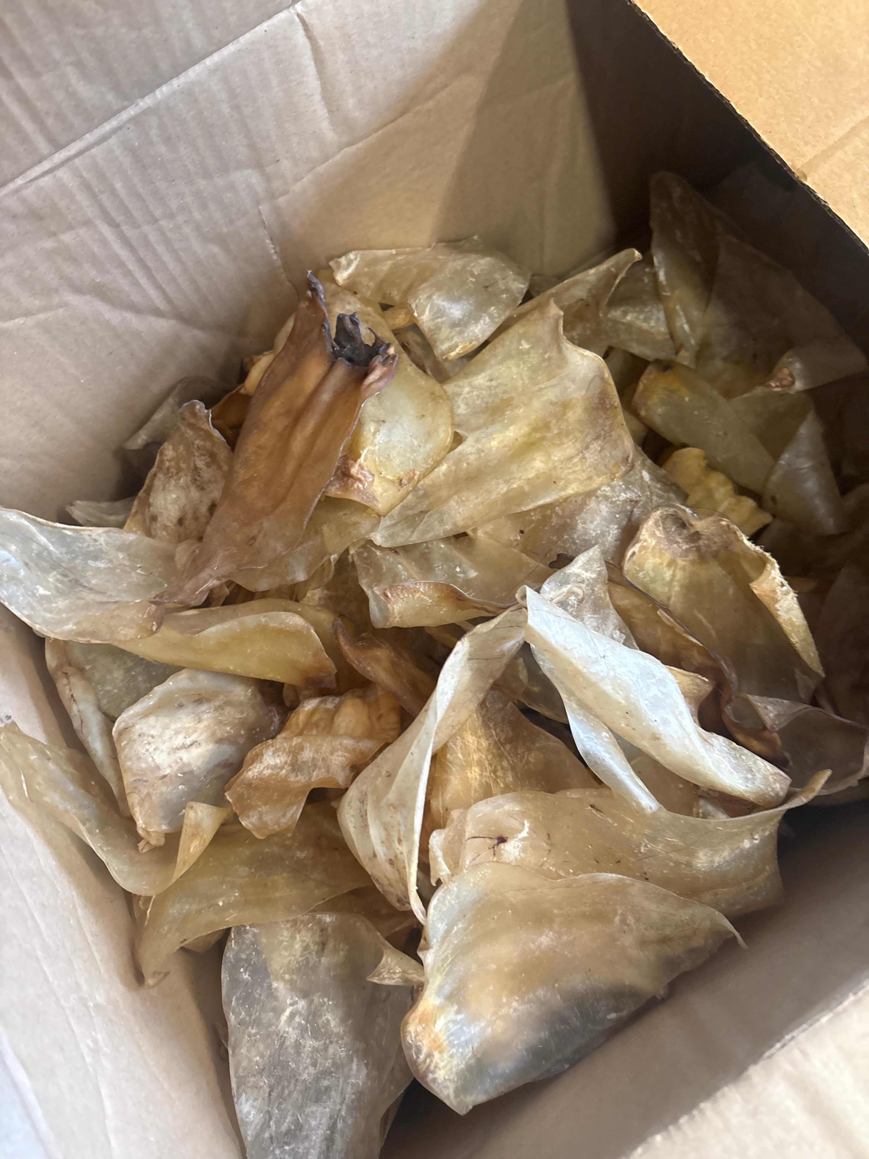 10x plain cows ears